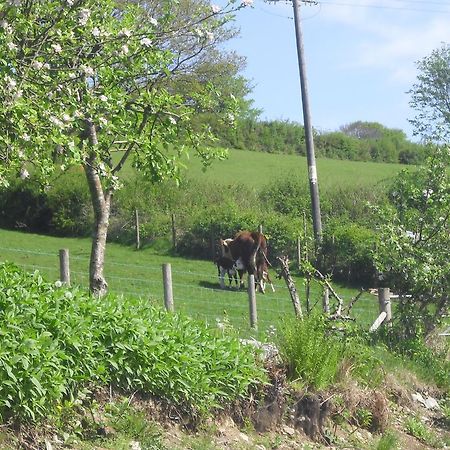 Staylittle Farm Dolgellau Eksteriør billede
